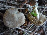 Inocybe sindonia image