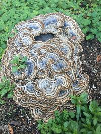 Trametes versicolor image