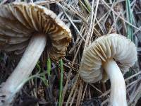 Inocybe sindonia image