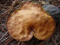 Suillus granulatus image