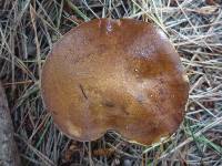 Suillus granulatus image