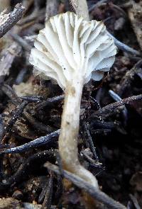 Clitocybe trulliformis image