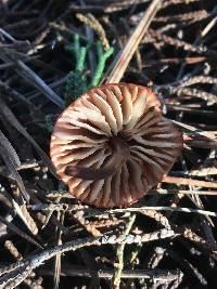 Marasmius plicatulus image