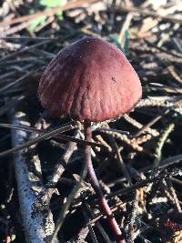 Marasmius plicatulus image