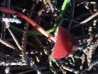 Marasmius plicatulus image