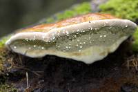 Fomitopsis pinicola image