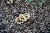 Lactarius alnicola image
