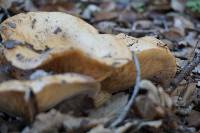 Lactarius alnicola image