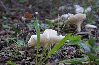 Lactarius alnicola image