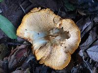 Cantharellus californicus image