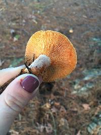 Lactarius deliciosus image