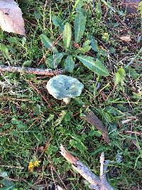 Lactarius deliciosus image