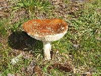 Amanita muscaria image