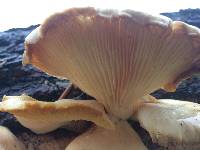 Pleurotus ostreatus image