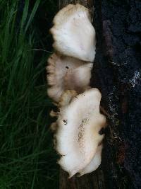 Pleurotus ostreatus image