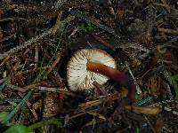 Gymnopus brassicolens var. brassicolens image