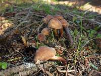 Gymnopus brassicolens var. brassicolens image