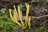 Clavulinopsis corniculata image