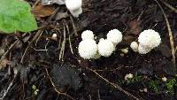 Lycoperdon perlatum image