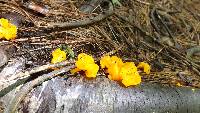 Tremella mesenterica image