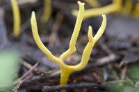 Clavulinopsis corniculata image