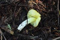 Hygrocybe acutoconica image