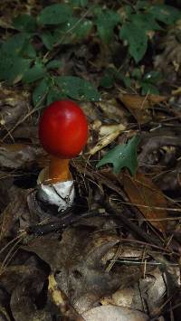 Amanita jacksonii image