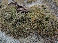 Cladonia rei image