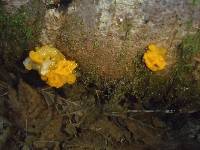 Dacrymyces chrysospermus image