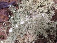 Usnea intermedia image