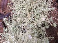 Usnea intermedia image