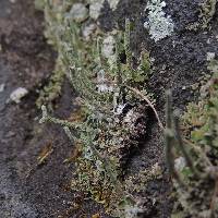 Cladonia rei image