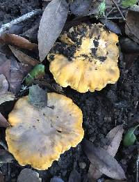 Cantharellus californicus image