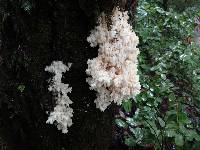 Hericium coralloides image