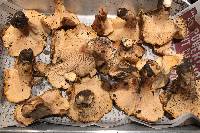 Cantharellus californicus image