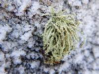 Ramalina intermedia image