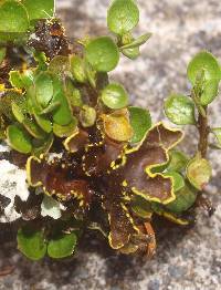 Pseudocyphellaria crocata image