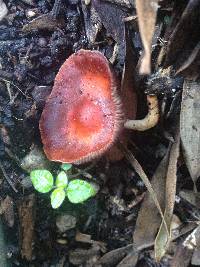 Leratiomyces ceres image