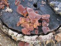 Auricularia americana image