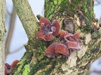 Auricularia auricula-judae image