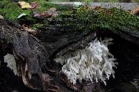 Hericium americanum image