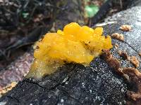 Tremella aurantia image