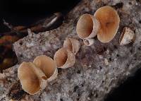 Schizophyllum amplum image