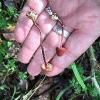 Marasmius plicatulus image