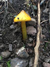 Hygrocybe singeri image