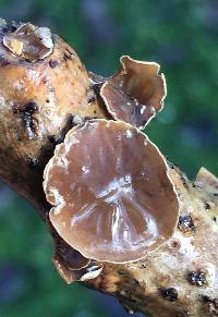 Schizophyllum amplum image