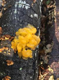 Tremella aurantia image