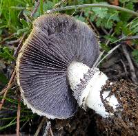 Stropharia coronilla image