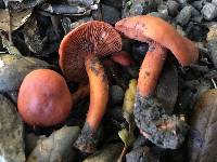 Lactarius rufulus image