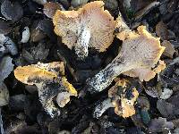 Cantharellus californicus image